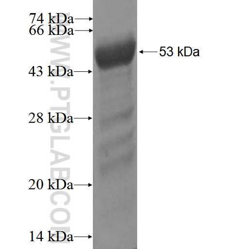 PPIL4 fusion protein Ag3249 SDS-PAGE