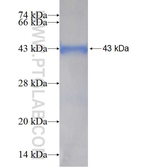 PPIL5 fusion protein Ag2159 SDS-PAGE