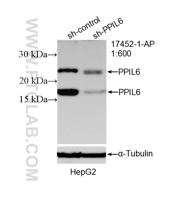 Western Blot (WB) analysis of HepG2 cells using PPIL6 Polyclonal antibody (17452-1-AP)