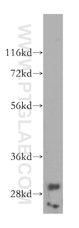 Western Blot (WB) analysis of HepG2 cells using PPIL6 Polyclonal antibody (17452-1-AP)