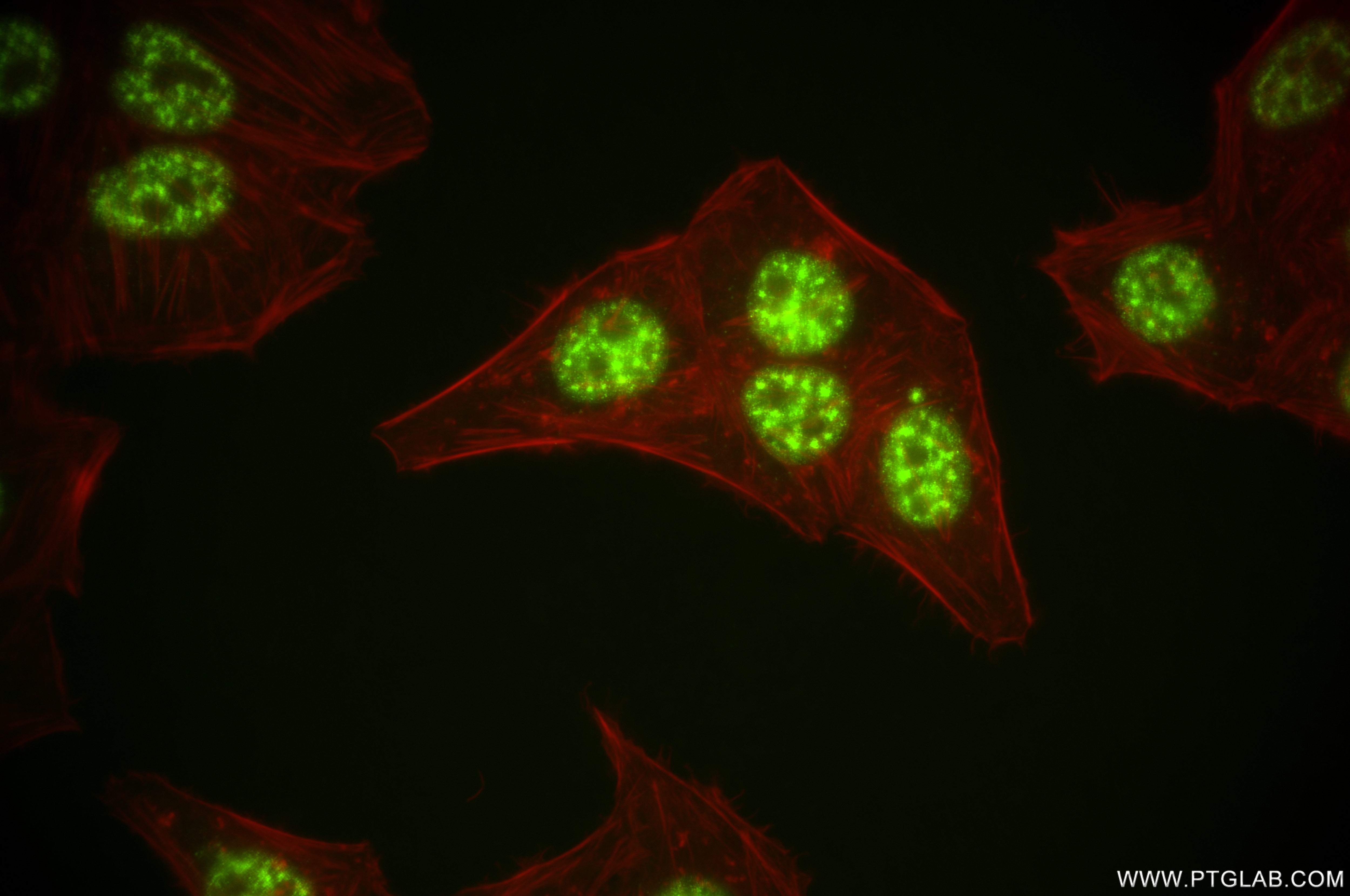 Immunofluorescence (IF) / fluorescent staining of HepG2 cells using PPIL6 Recombinant antibody (84870-4-RR)