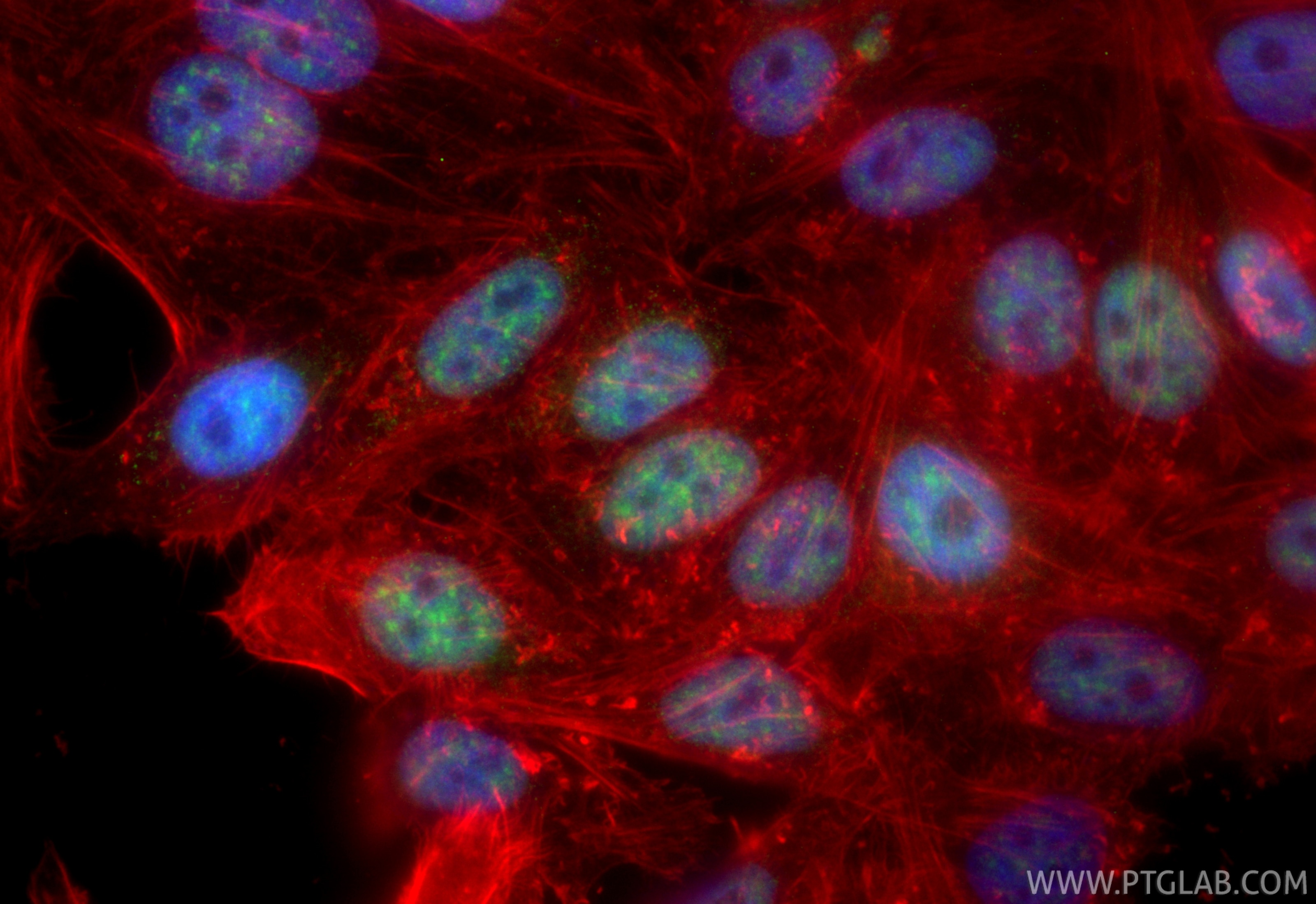 Immunofluorescence (IF) / fluorescent staining of HepG2 cells using CoraLite® Plus 488-conjugated PPIL6 Recombinant an (CL488-84870-4)