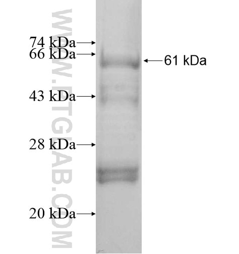 PPIL6 fusion protein Ag11578 SDS-PAGE