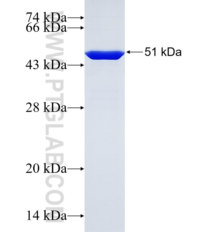 PPL fusion protein Ag34952 SDS-PAGE