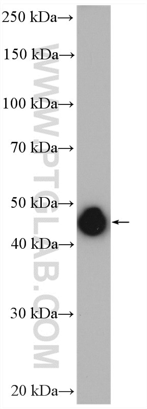 Western Blot (WB) analysis of HepG2 cells using PPM1A Polyclonal antibody (12961-1-AP)