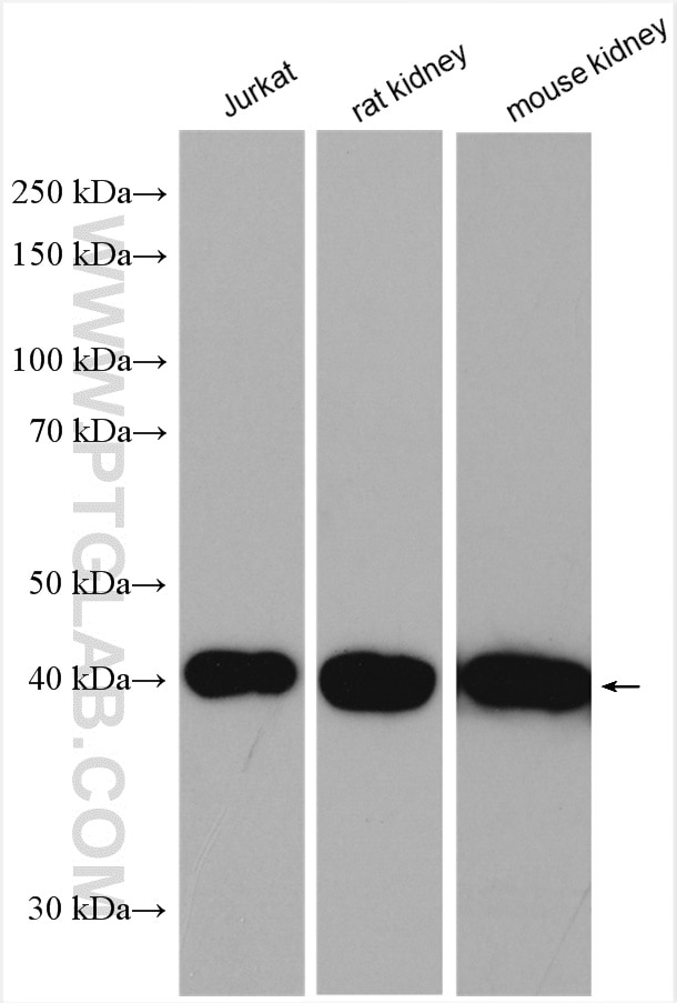 Western Blot (WB) analysis of various lysates using PPM1A Polyclonal antibody (12961-1-AP)