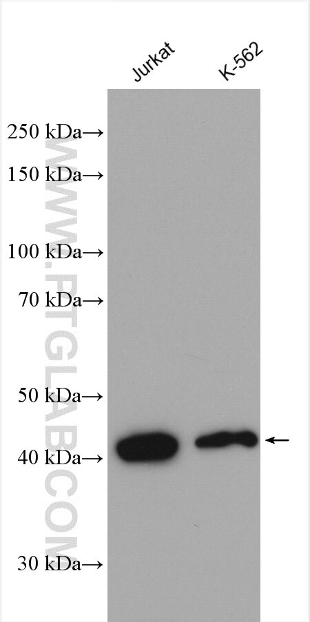Western Blot (WB) analysis of various lysates using PPM1A Polyclonal antibody (12961-1-AP)