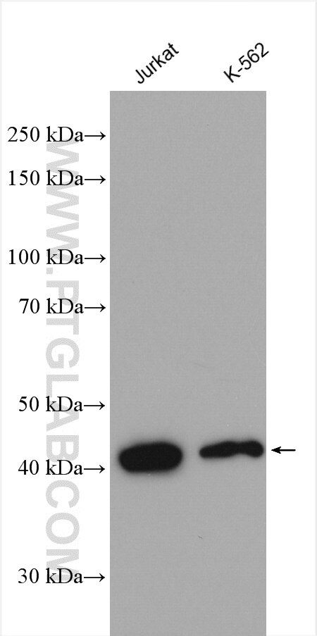 Western Blot (WB) analysis of various lysates using PPM1A Polyclonal antibody (12961-1-AP)