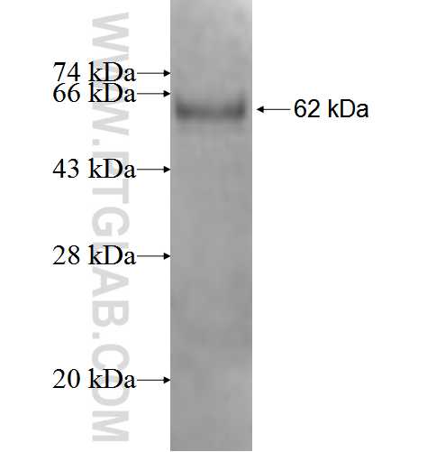 PPM1A fusion protein Ag3645 SDS-PAGE