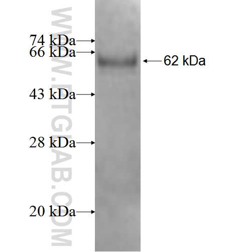 PPM1A fusion protein Ag3645 SDS-PAGE