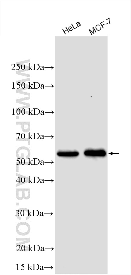Western Blot (WB) analysis of various lysates using PPM1B Polyclonal antibody (13193-1-AP)