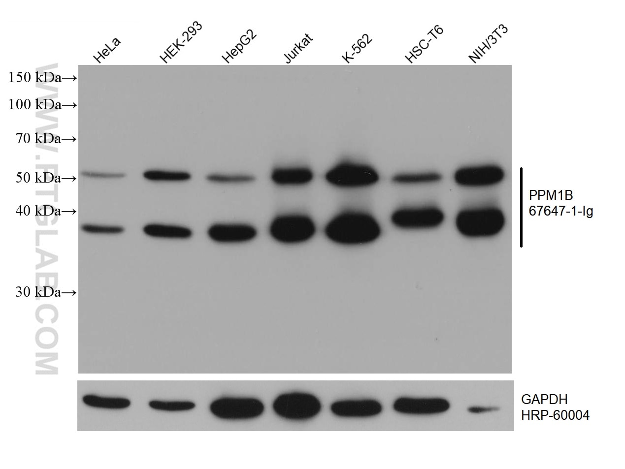 Western Blot (WB) analysis of various lysates using PPM1B Monoclonal antibody (67647-1-Ig)