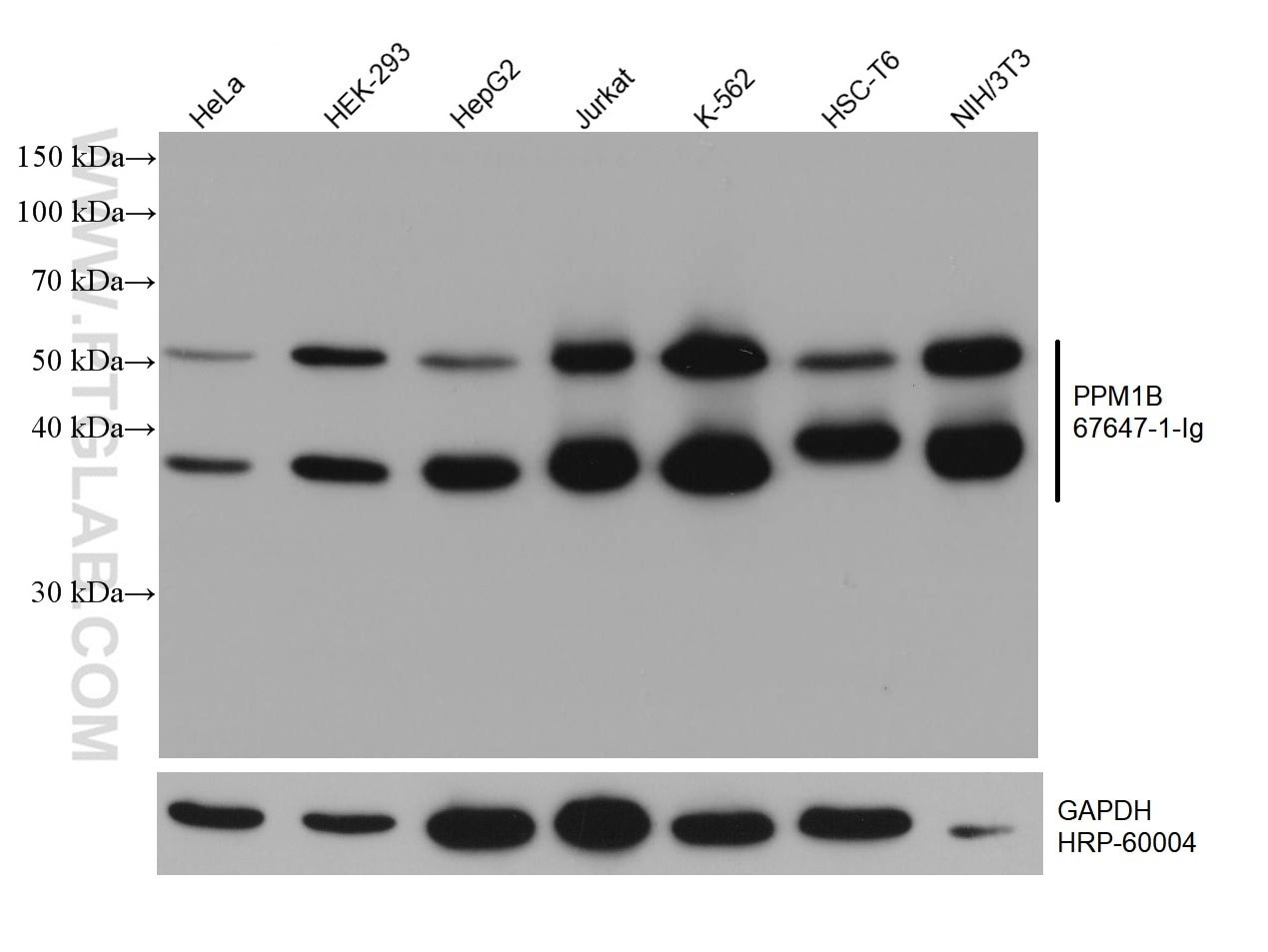 WB analysis using 67647-1-Ig