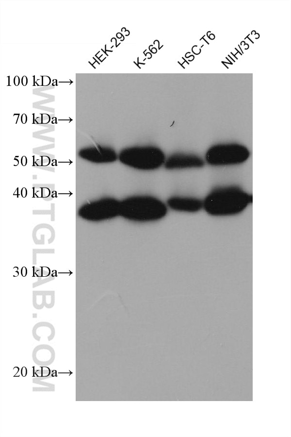 Western Blot (WB) analysis of various lysates using PPM1B Monoclonal antibody (67647-1-Ig)