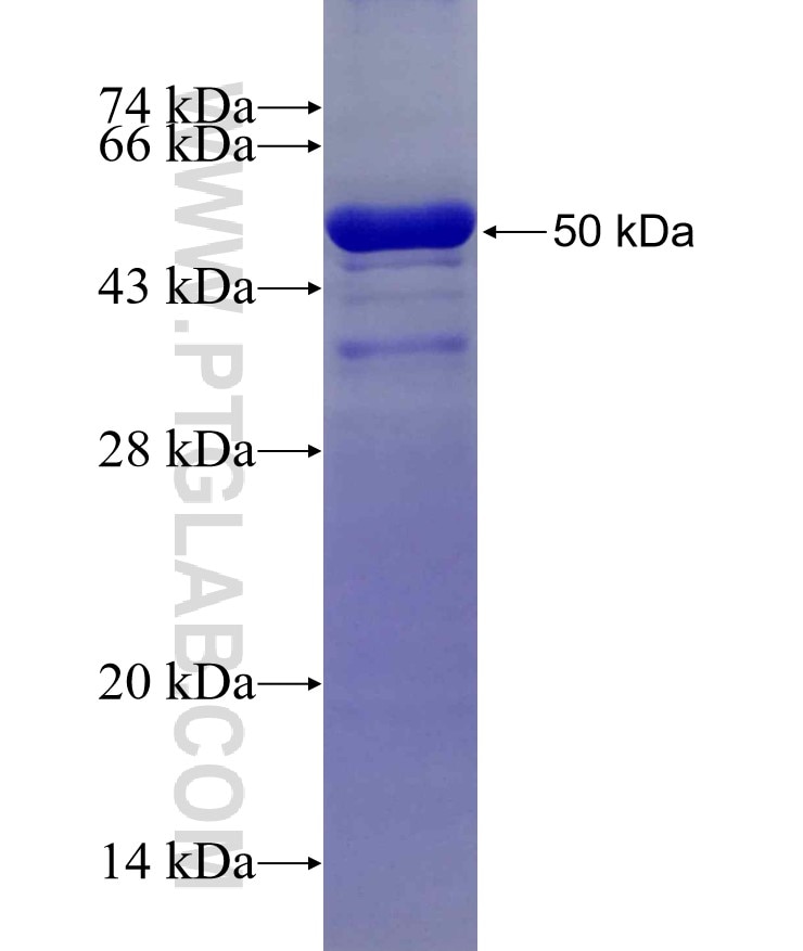 PPM1B fusion protein Ag3871 SDS-PAGE