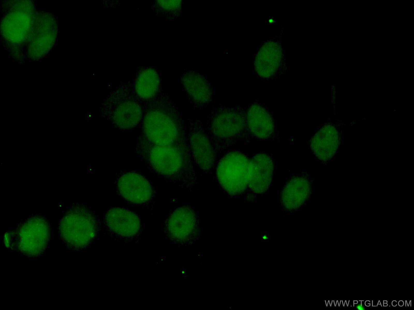 Immunofluorescence (IF) / fluorescent staining of MCF-7 cells using PPM1D Polyclonal antibody (26532-1-AP)
