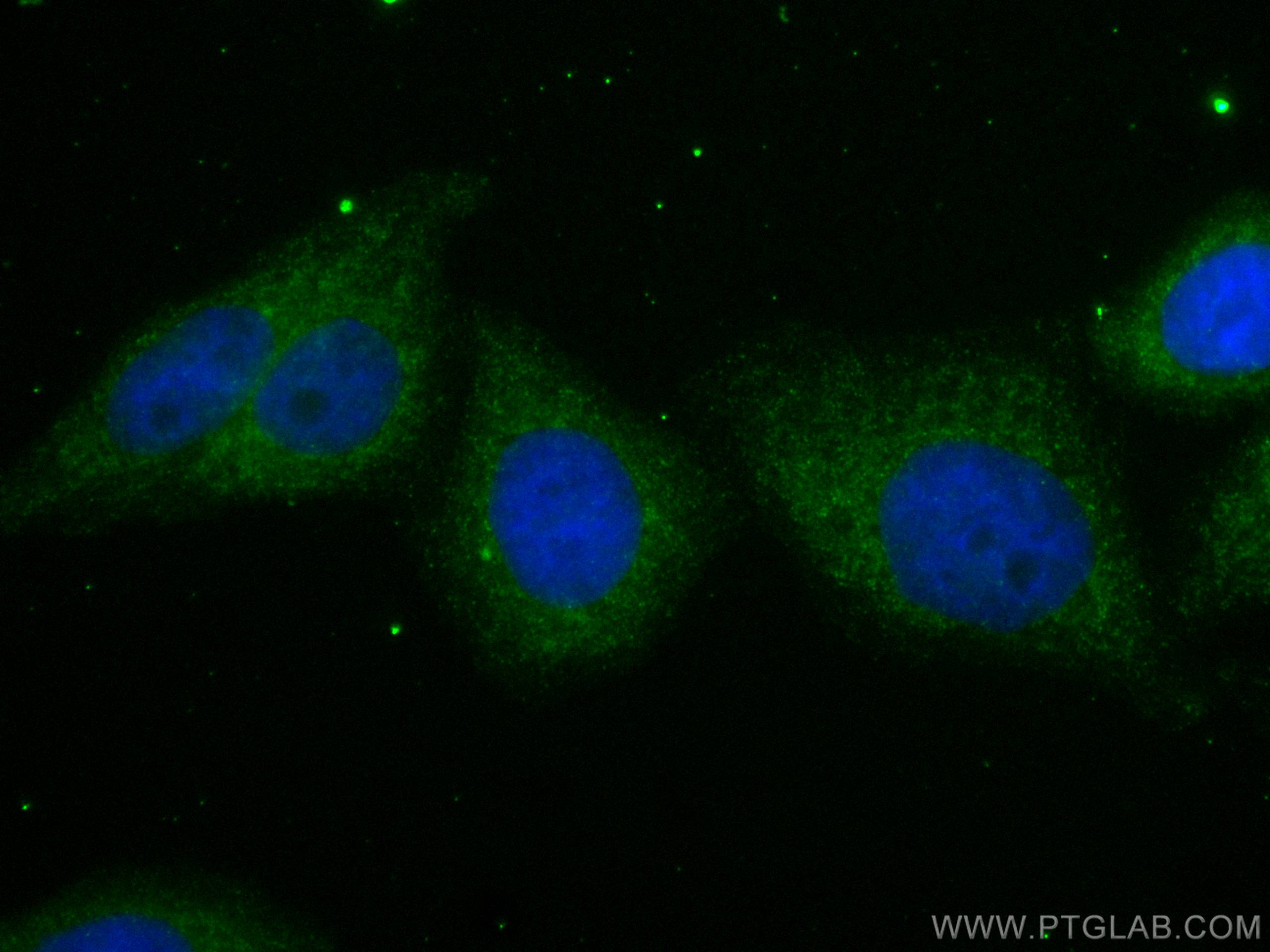 IF Staining of HepG2 using CL488-67440