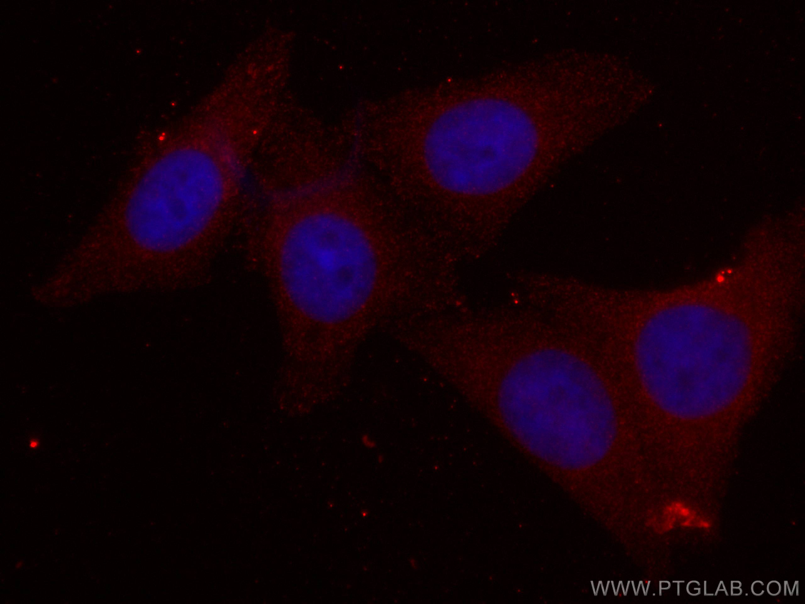 IF Staining of HepG2 using CL594-67440