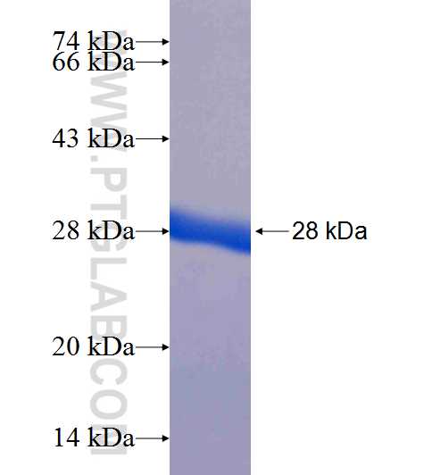 PPM1D fusion protein Ag24761 SDS-PAGE