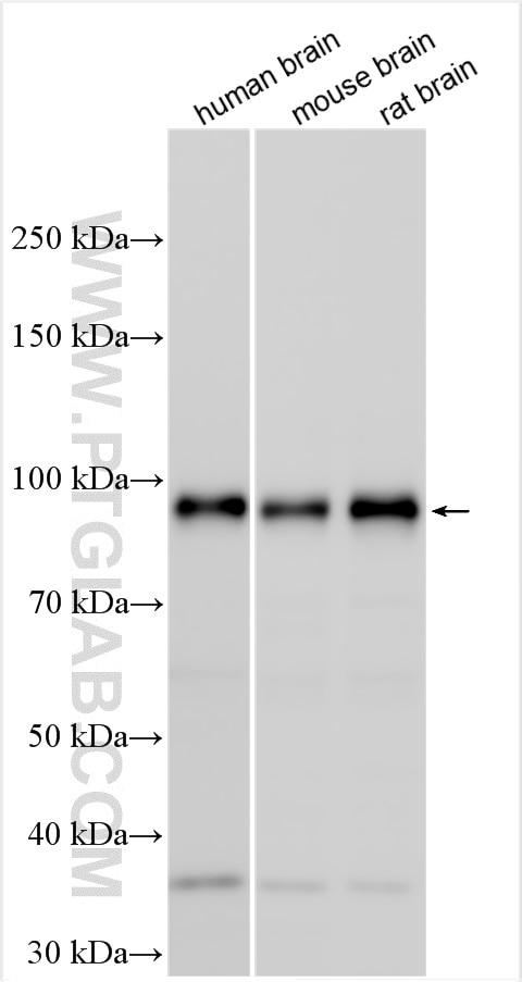 WB analysis using 25089-1-AP