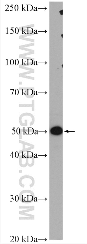 Western Blot (WB) analysis of L02 cells using PPM1F Polyclonal antibody (17020-1-AP)