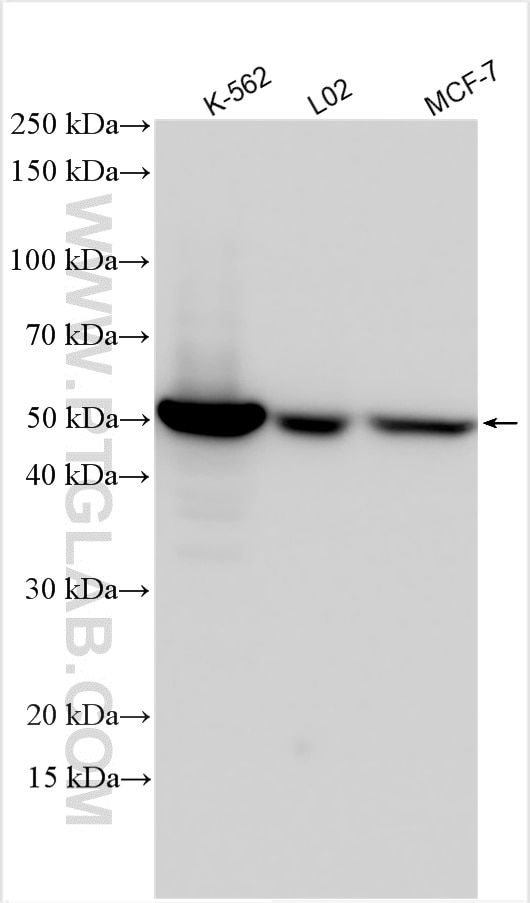 Western Blot (WB) analysis of various lysates using PPM1F Polyclonal antibody (17020-1-AP)