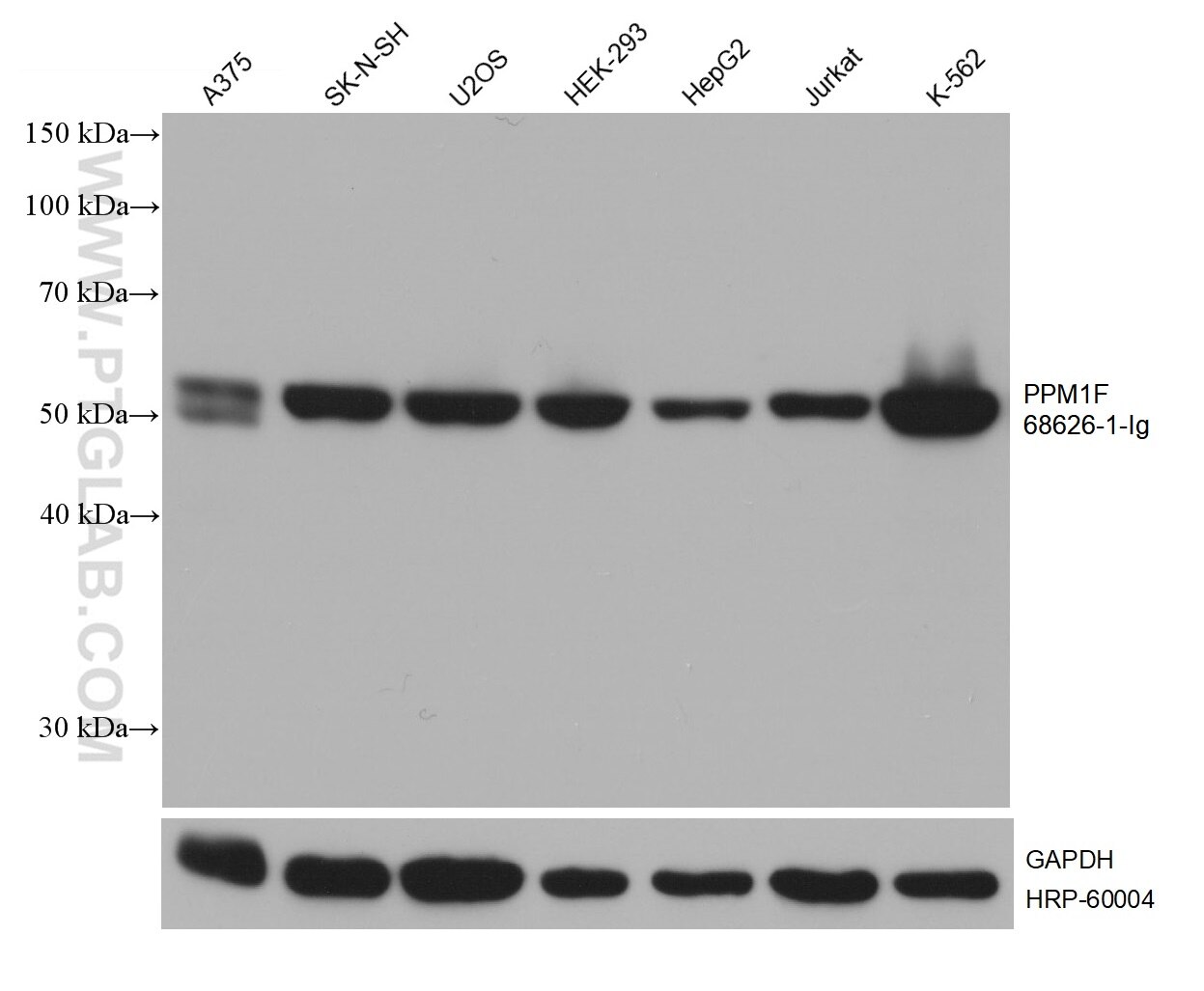 Western Blot (WB) analysis of various lysates using PPM1F Monoclonal antibody (68626-1-Ig)