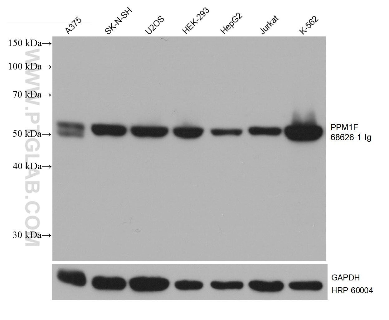 WB analysis using 68626-1-Ig