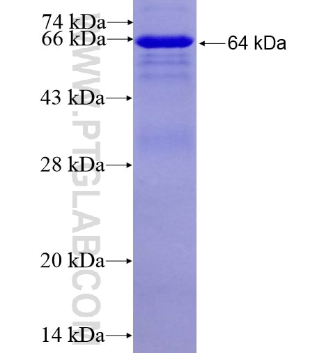PPM1F fusion protein Ag10186 SDS-PAGE