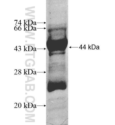PPM1F fusion protein Ag10316 SDS-PAGE