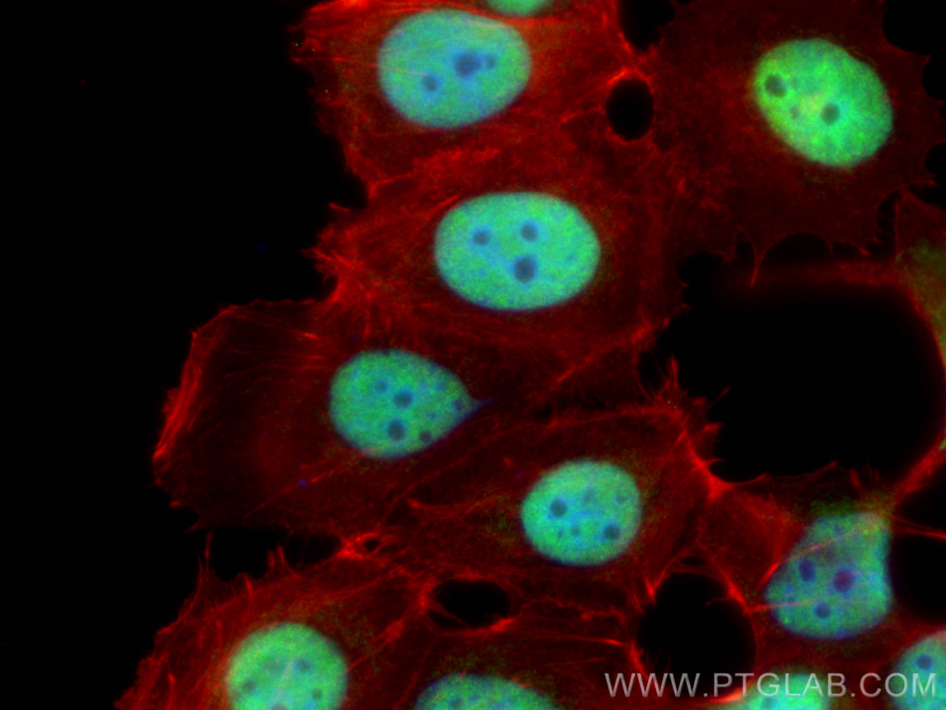 Immunofluorescence (IF) / fluorescent staining of MCF-7 cells using PPM1G Polyclonal antibody (15532-1-AP)