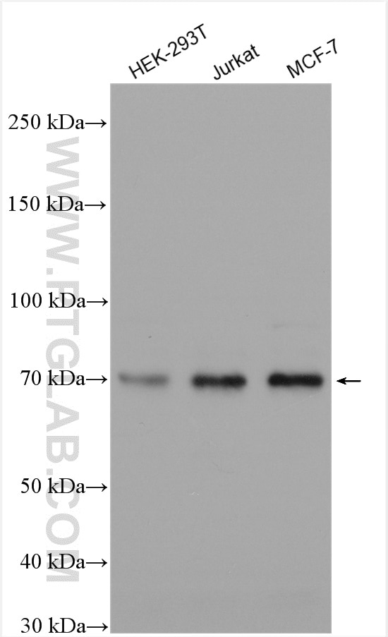 Western Blot (WB) analysis of various lysates using PPM1G Polyclonal antibody (15532-1-AP)
