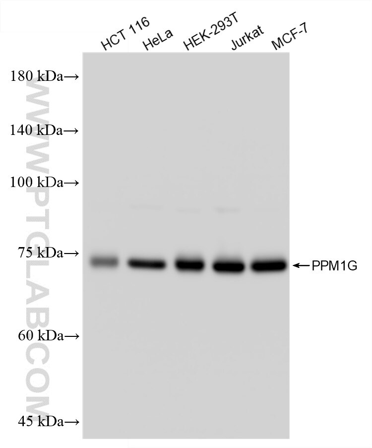 Western Blot (WB) analysis of various lysates using PPM1G Recombinant monoclonal antibody (87250-3-RR)