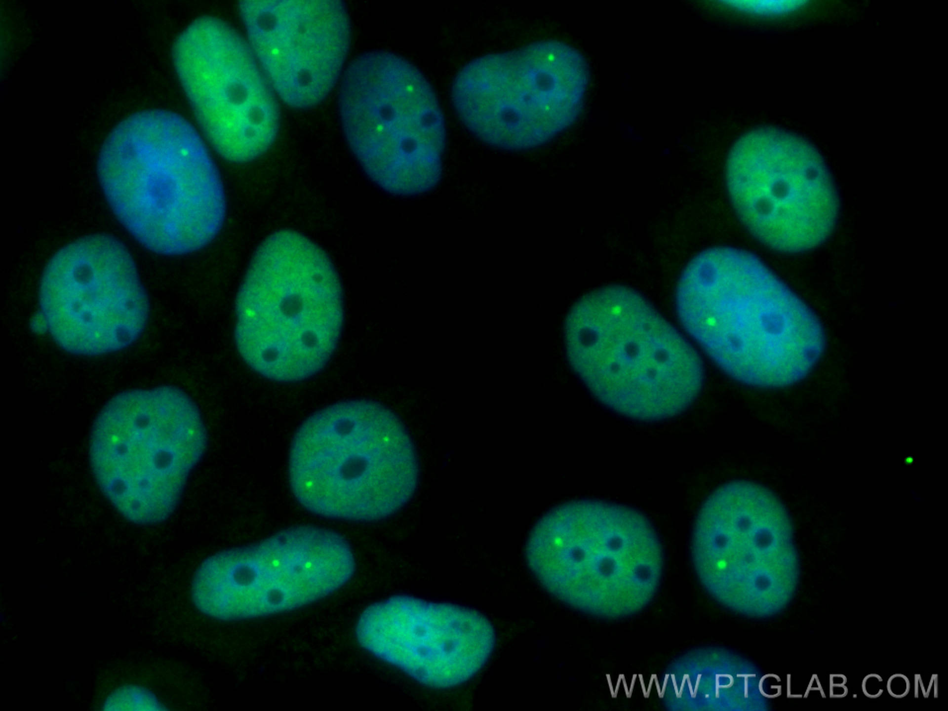 Immunofluorescence (IF) / fluorescent staining of MCF-7 cells using CoraLite® Plus 488-conjugated PPM1G Polyclonal ant (CL488-15532)