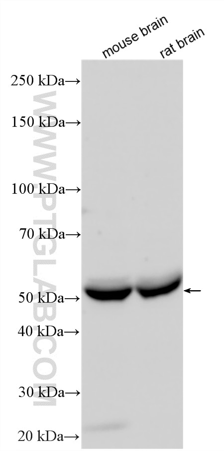Western Blot (WB) analysis of various lysates using PPM1H Polyclonal antibody (13767-1-AP)