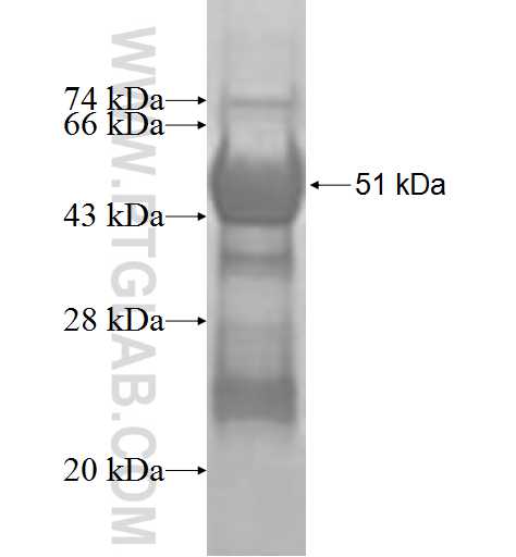 PPM1J fusion protein Ag9336 SDS-PAGE