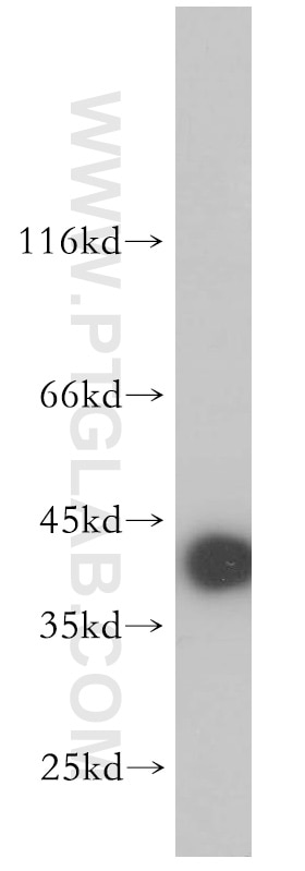 Western Blot (WB) analysis of human brain tissue using PPM1K Polyclonal antibody (14573-1-AP)