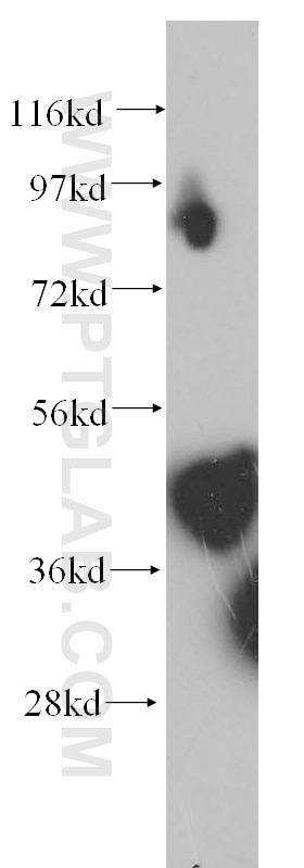 Western Blot (WB) analysis of human heart tissue using PPM1K Polyclonal antibody (14573-1-AP)