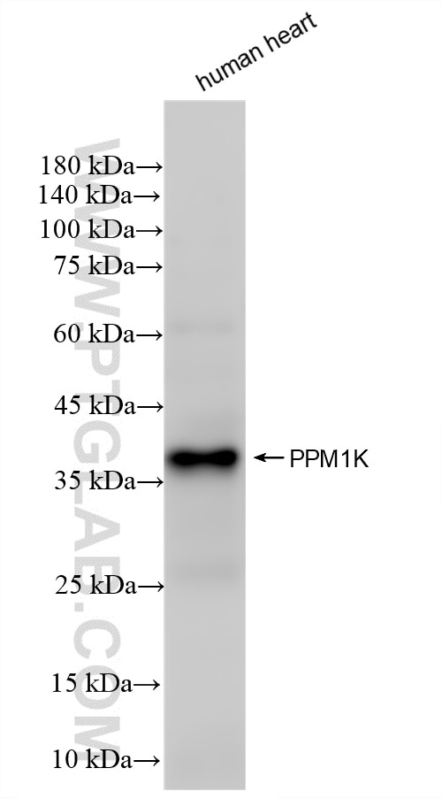 Western Blot (WB) analysis of human heart tissue using PPM1K Recombinant monoclonal antibody (87805-1-RR)