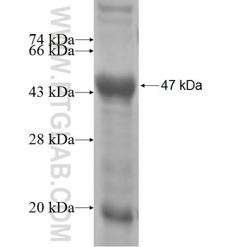 PPM1K fusion protein Ag5660 SDS-PAGE