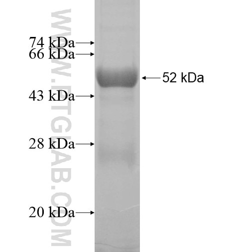 PPM1L fusion protein Ag12775 SDS-PAGE