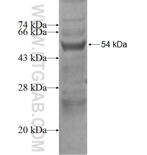 PPM1M fusion protein Ag2748 SDS-PAGE