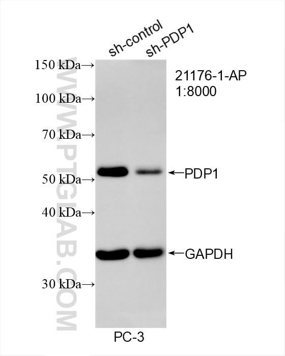Western Blot (WB) analysis of PC-3 cells using PDP1 Polyclonal antibody (21176-1-AP)