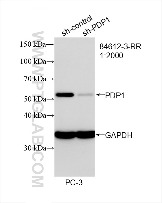 Western Blot (WB) analysis of PC-3 cells using PDP1 Recombinant antibody (84612-3-RR)
