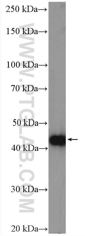 Western Blot (WB) analysis of mouse brain tissue using PPME1 Polyclonal antibody (14435-1-AP)