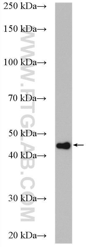Western Blot (WB) analysis of A549 cells using PPME1 Polyclonal antibody (14435-1-AP)
