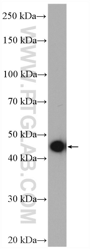 Western Blot (WB) analysis of HeLa cells using PPME1 Polyclonal antibody (14435-1-AP)