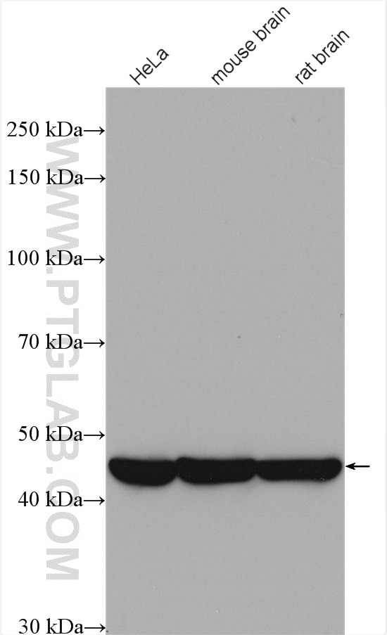 Western Blot (WB) analysis of various lysates using PPME1 Polyclonal antibody (14435-1-AP)
