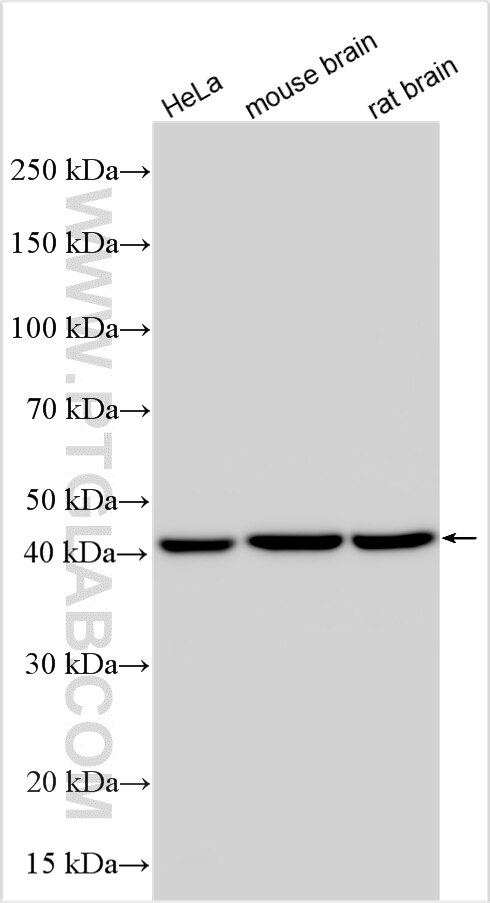 Western Blot (WB) analysis of various lysates using PPME1 Polyclonal antibody (14435-1-AP)