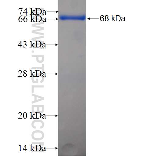 PPME1 fusion protein Ag5817 SDS-PAGE